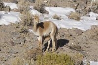 Vicuñas (Lama vicugna), mother and offspring, winter, on the Altiplano of Catamarca, Argentina